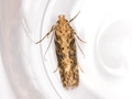 Scrobipalpa ocellatella